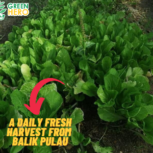 Tuesday : Bayan Lepas, Bayan Baru, Sg Ara, Bukit Jambul,Pulau Tikus, Jesselton, Gurney drive, Tg Tokong, Tg bunga, Mount Erskin.  Wednesday: Green Lane, Jelutong, Perak Road,Town area.  Friday : Bayan Lepas, Bayan Baru, Sg Ara,Bukit Jambul, paya Terubong ,